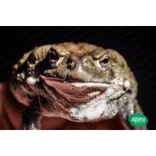 Bufo Alvarius - sapo del desierto - Incilius Alvarius